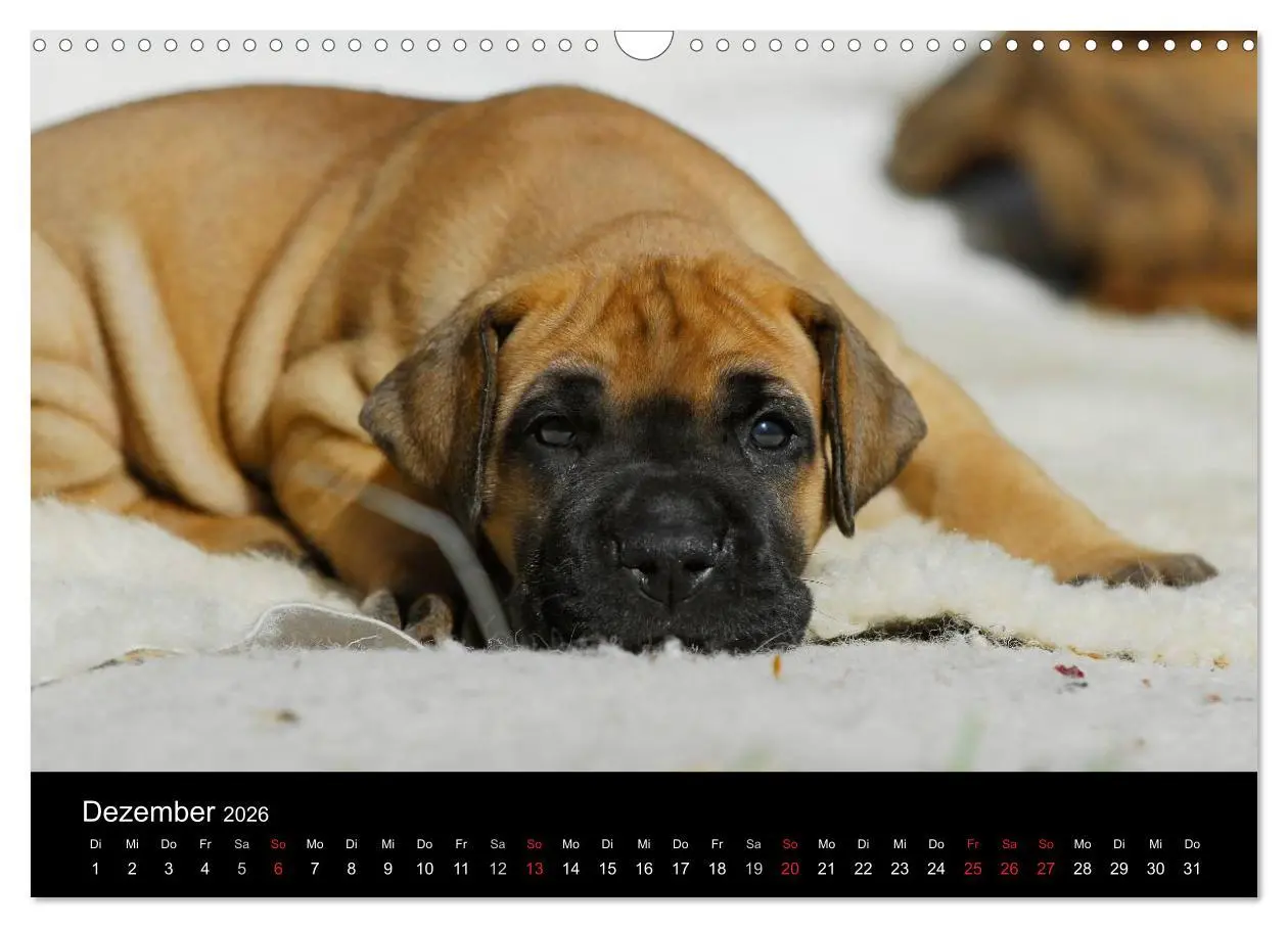Bild: 9783516162875 | Deutsche Dogge 2026 (Wandkalender 2026 DIN A3 quer), CALVENDO...