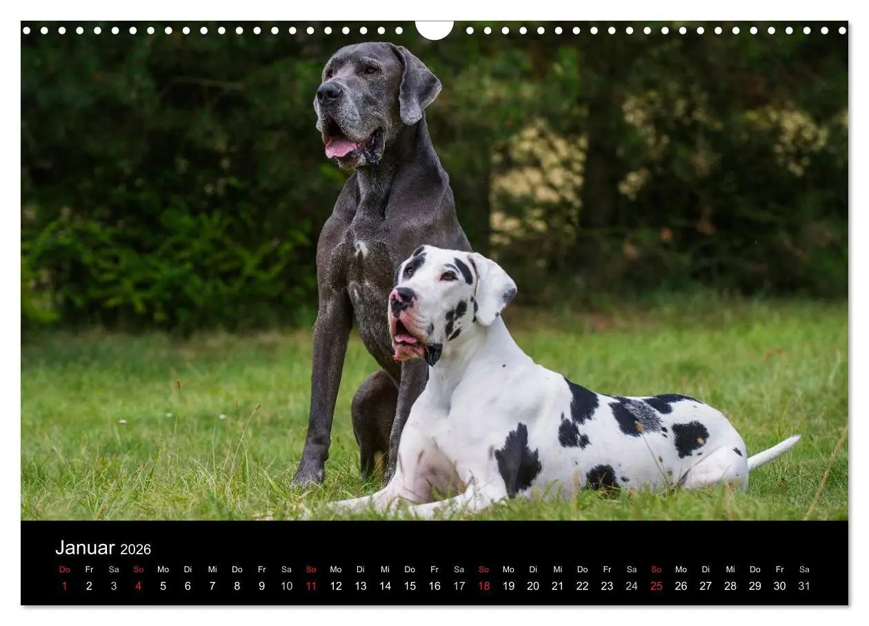 Bild: 9783516162875 | Deutsche Dogge 2026 (Wandkalender 2026 DIN A3 quer), CALVENDO...