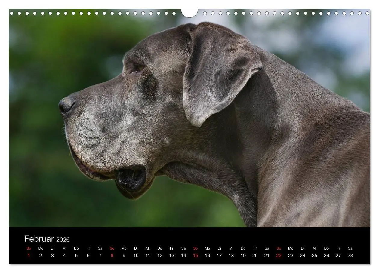 Bild: 9783516162875 | Deutsche Dogge 2026 (Wandkalender 2026 DIN A3 quer), CALVENDO...
