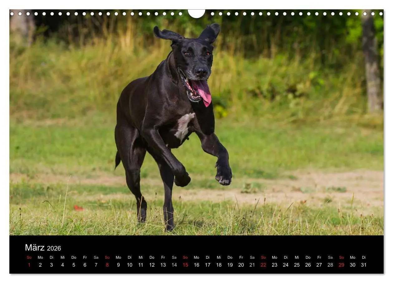 Bild: 9783516162875 | Deutsche Dogge 2026 (Wandkalender 2026 DIN A3 quer), CALVENDO...
