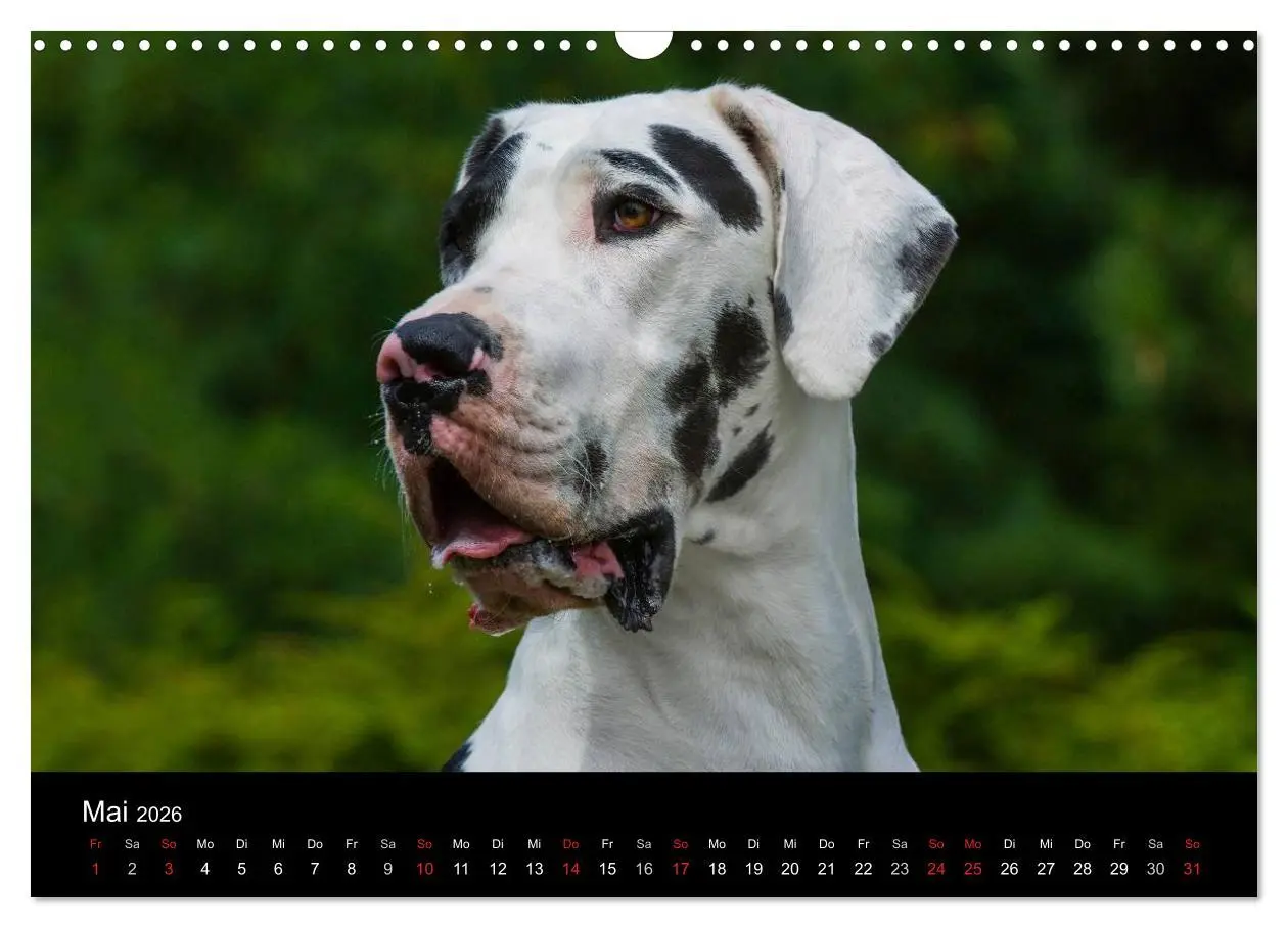 Bild: 9783516162875 | Deutsche Dogge 2026 (Wandkalender 2026 DIN A3 quer), CALVENDO...