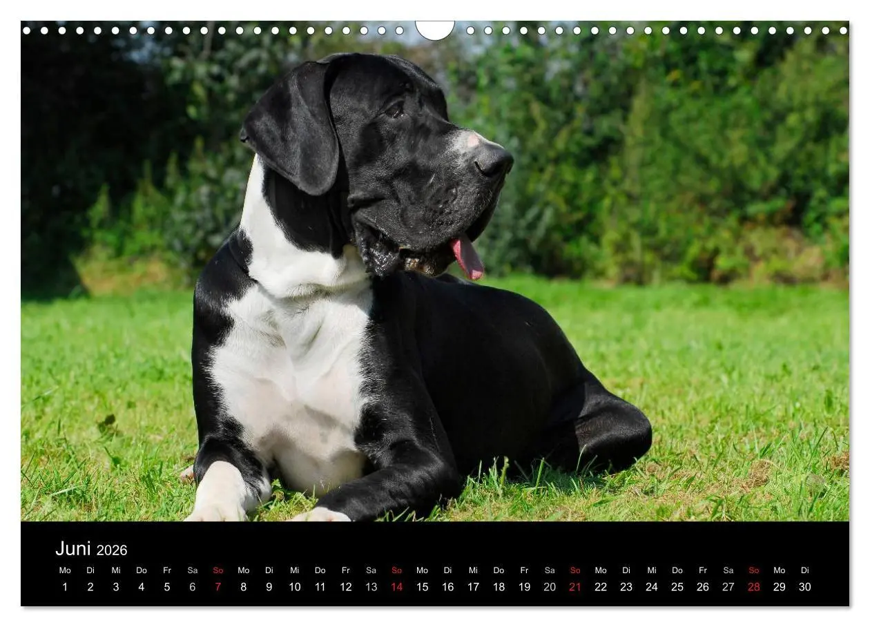 Bild: 9783516162875 | Deutsche Dogge 2026 (Wandkalender 2026 DIN A3 quer), CALVENDO...