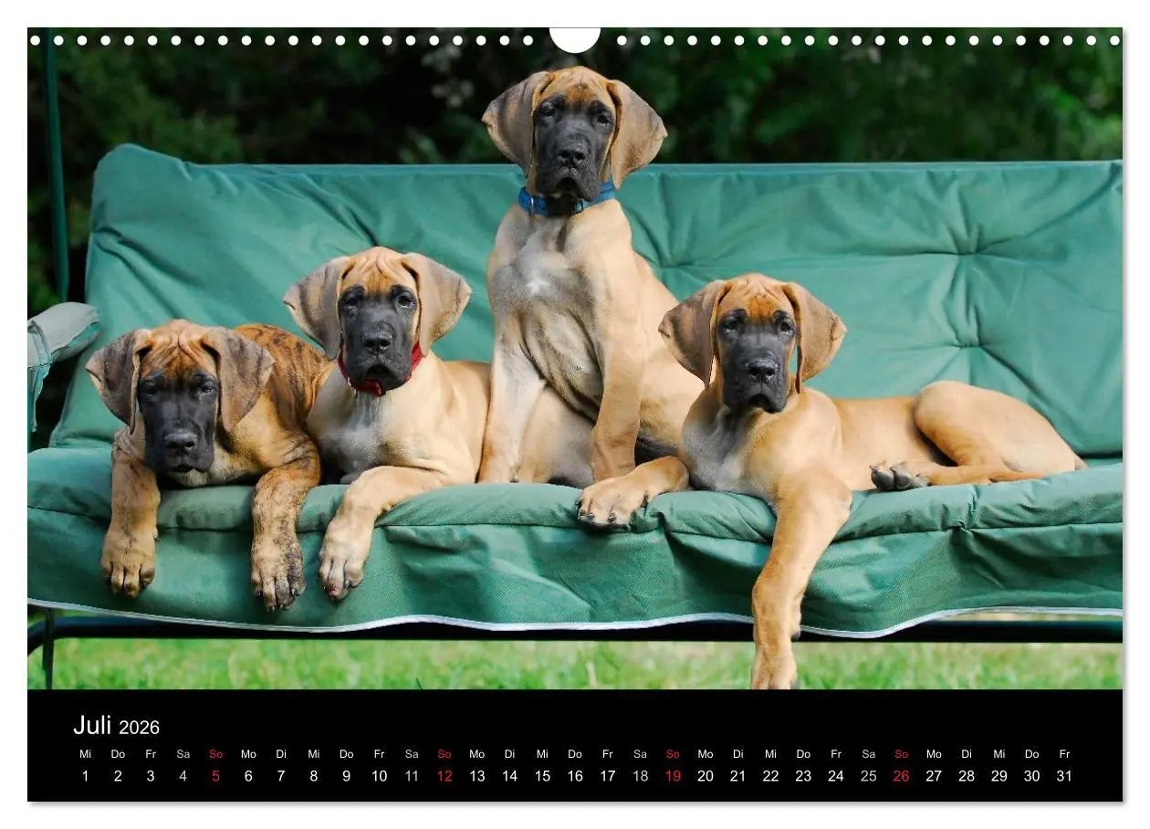 Bild: 9783516162875 | Deutsche Dogge 2026 (Wandkalender 2026 DIN A3 quer), CALVENDO...