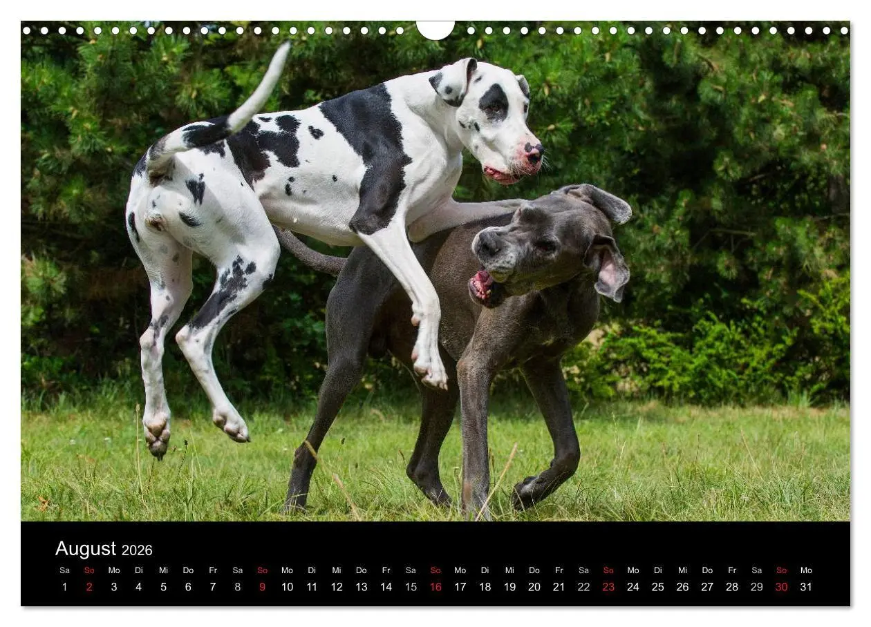 Bild: 9783516162875 | Deutsche Dogge 2026 (Wandkalender 2026 DIN A3 quer), CALVENDO...