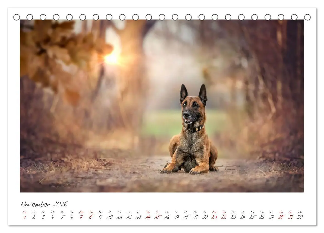 Bild: 9783457263075 | Traumhund Malinois (Tischkalender 2026 DIN A5 quer), CALVENDO...