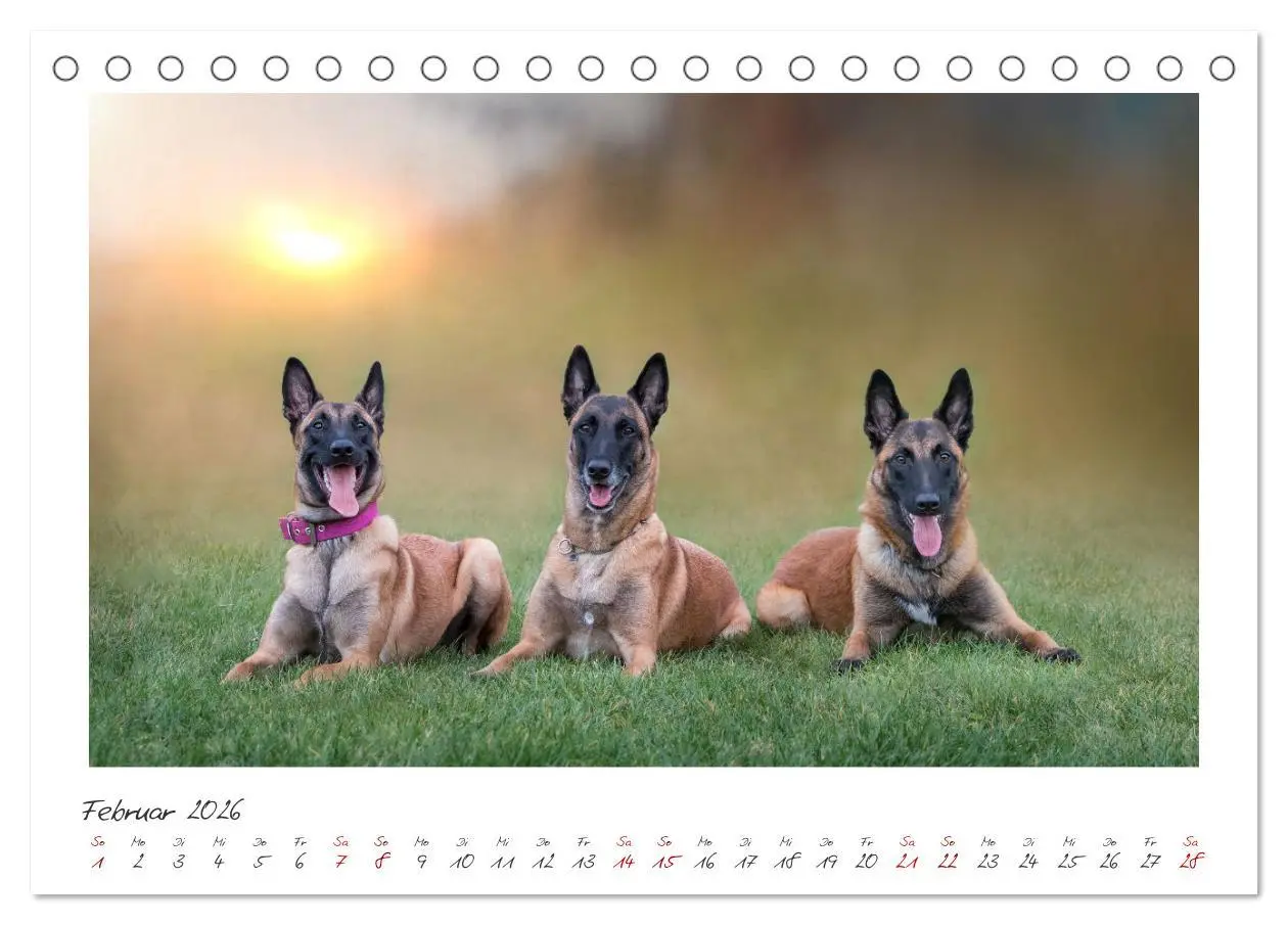 Bild: 9783457263075 | Traumhund Malinois (Tischkalender 2026 DIN A5 quer), CALVENDO...