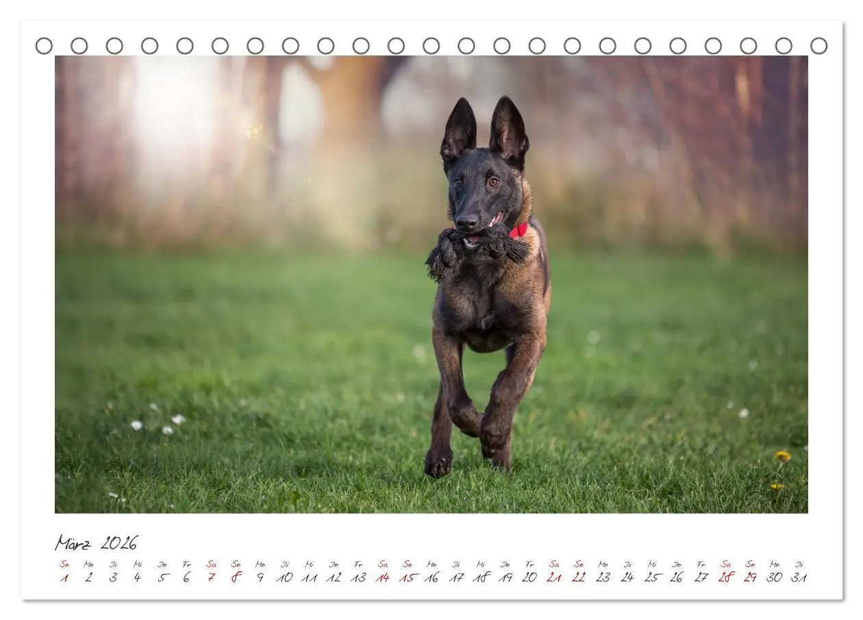 Bild: 9783457263075 | Traumhund Malinois (Tischkalender 2026 DIN A5 quer), CALVENDO...