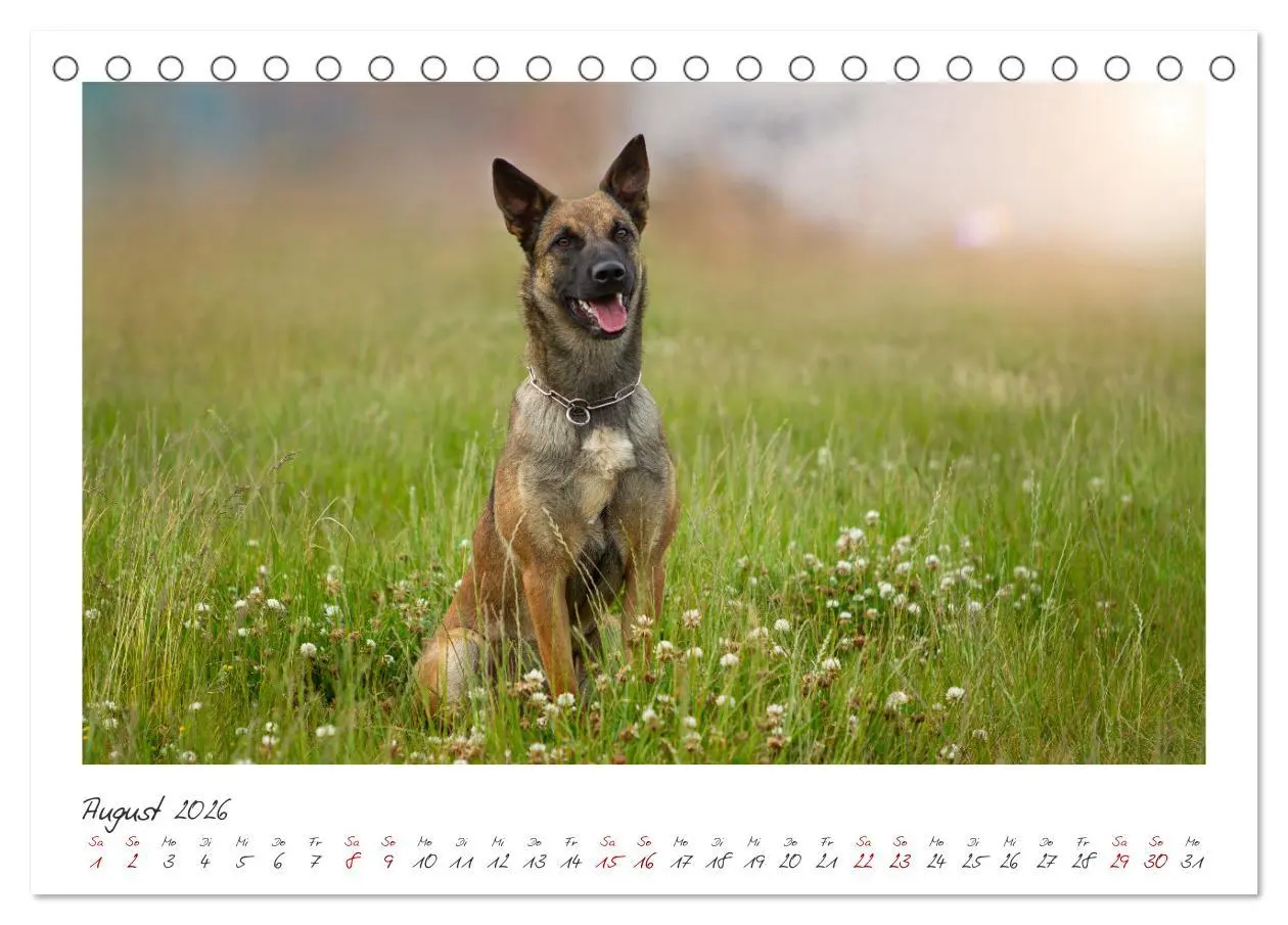 Bild: 9783457263075 | Traumhund Malinois (Tischkalender 2026 DIN A5 quer), CALVENDO...