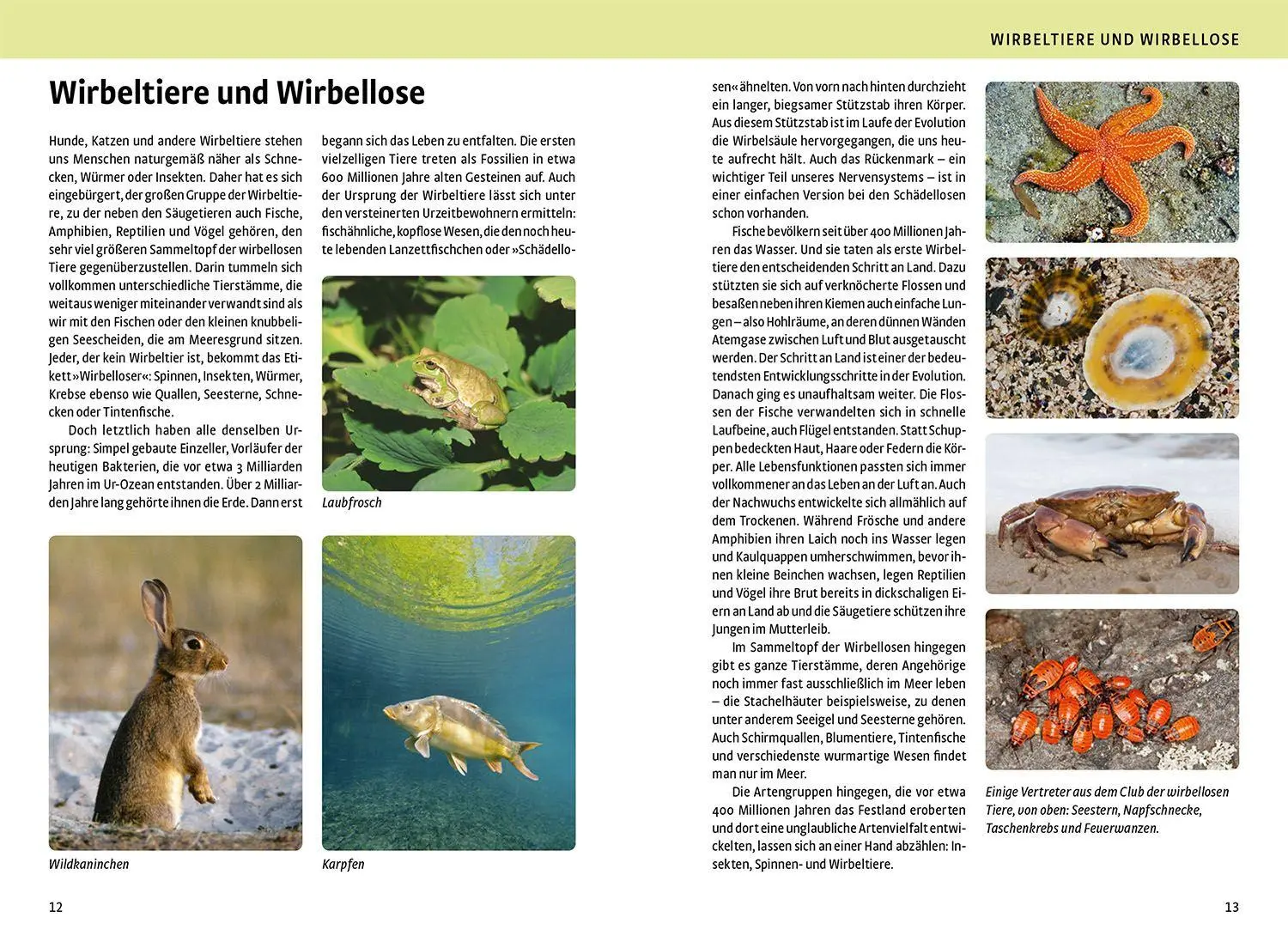 Bild: 9783440183175 | Der große Kosmos-Naturführer Tiere und Pflanzen | - - | Buch | 896 S.