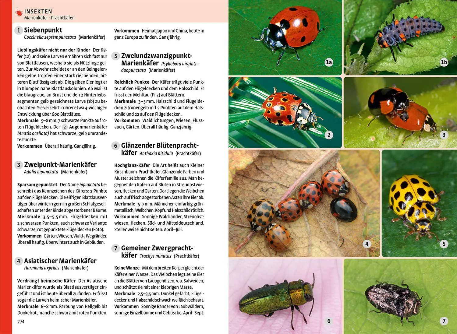 Bild: 9783440183175 | Der große Kosmos-Naturführer Tiere und Pflanzen | - - | Buch | 896 S.