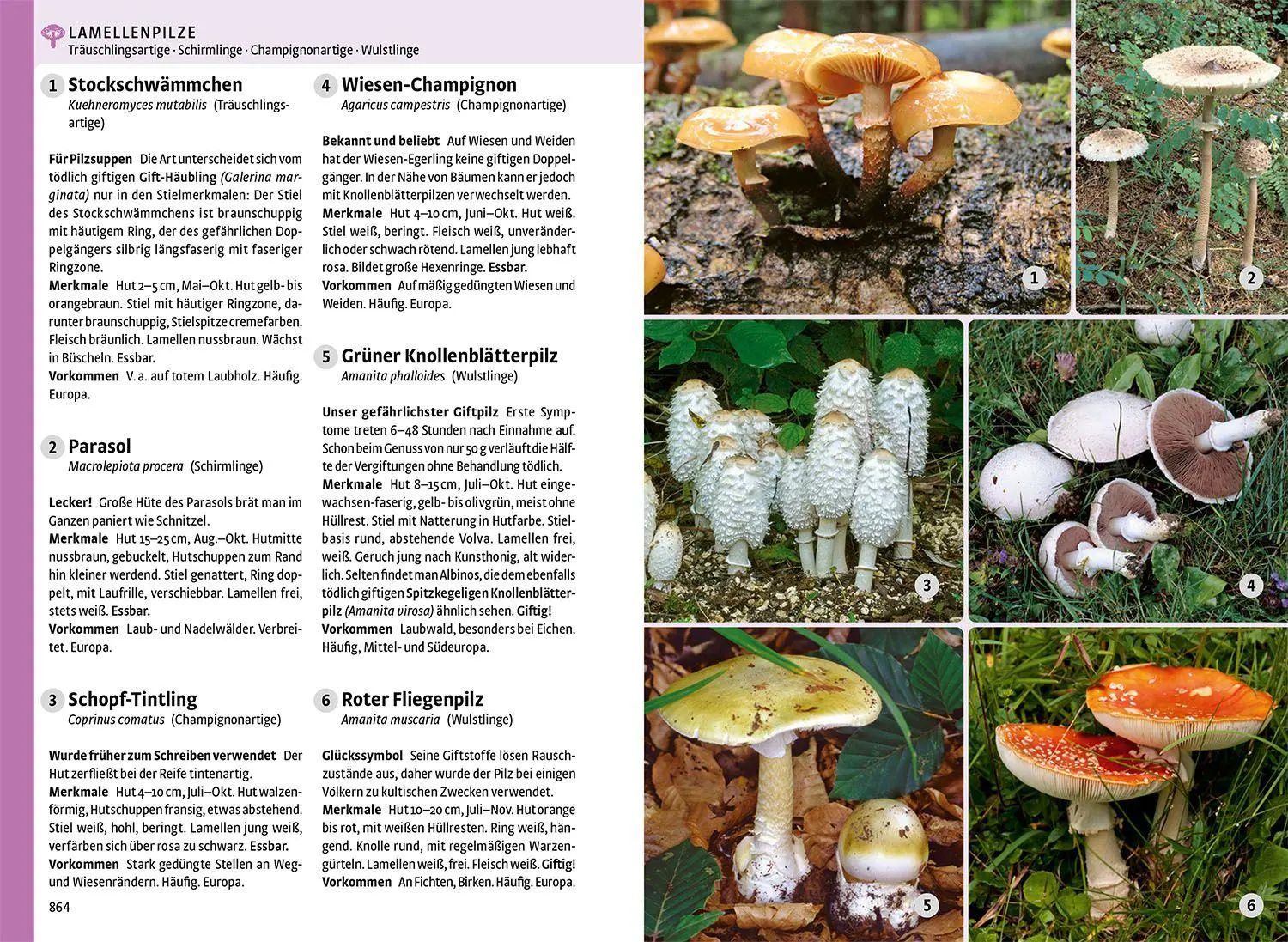 Bild: 9783440183175 | Der große Kosmos-Naturführer Tiere und Pflanzen | - - | Buch | 896 S.