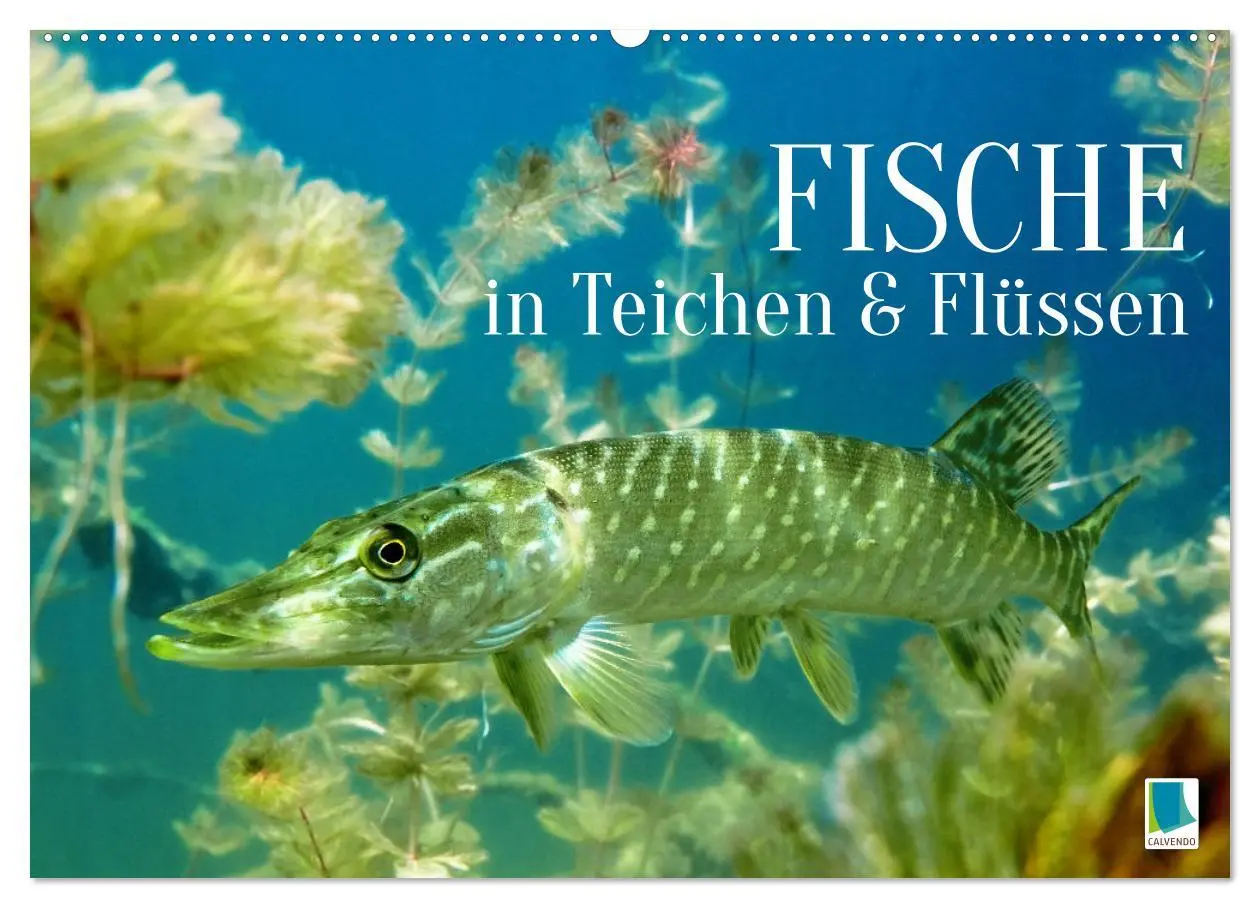 Cover: 9783457943175 | Fische in Teichen und Flüssen (Wandkalender 2026 DIN A2 quer),...