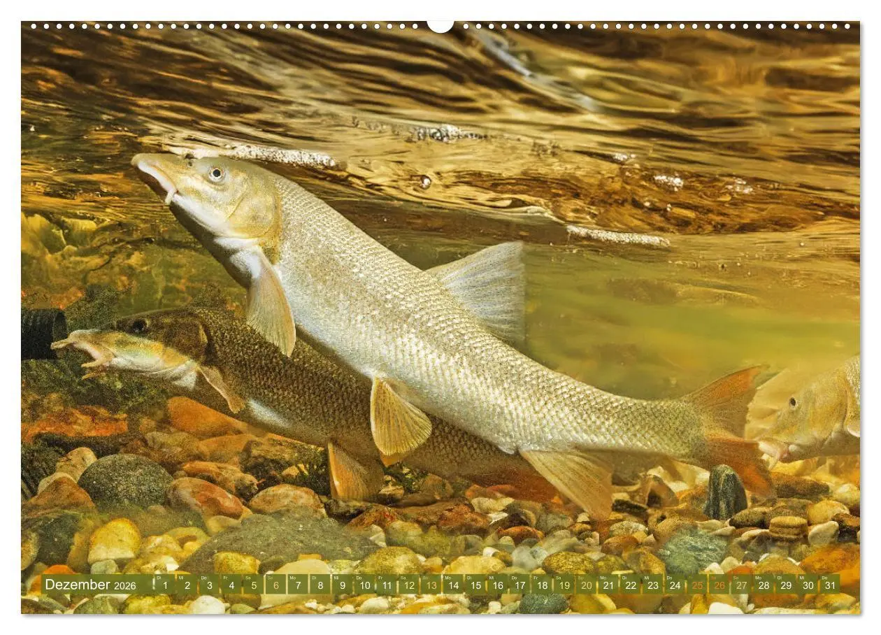 Bild: 9783457943175 | Fische in Teichen und Flüssen (Wandkalender 2026 DIN A2 quer),...