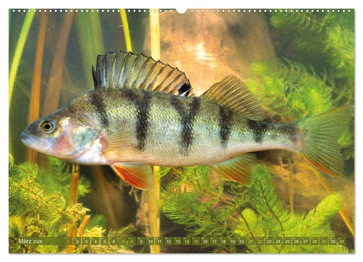 Bild: 9783457943175 | Fische in Teichen und Flüssen (Wandkalender 2026 DIN A2 quer),...