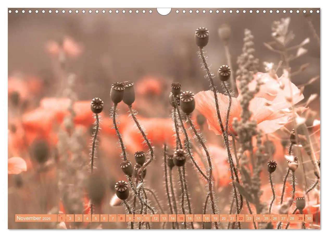 Bild: 9783457933275 | Mohnblumen - Fotografie mit Magie (Wandkalender 2026 DIN A3 quer),...
