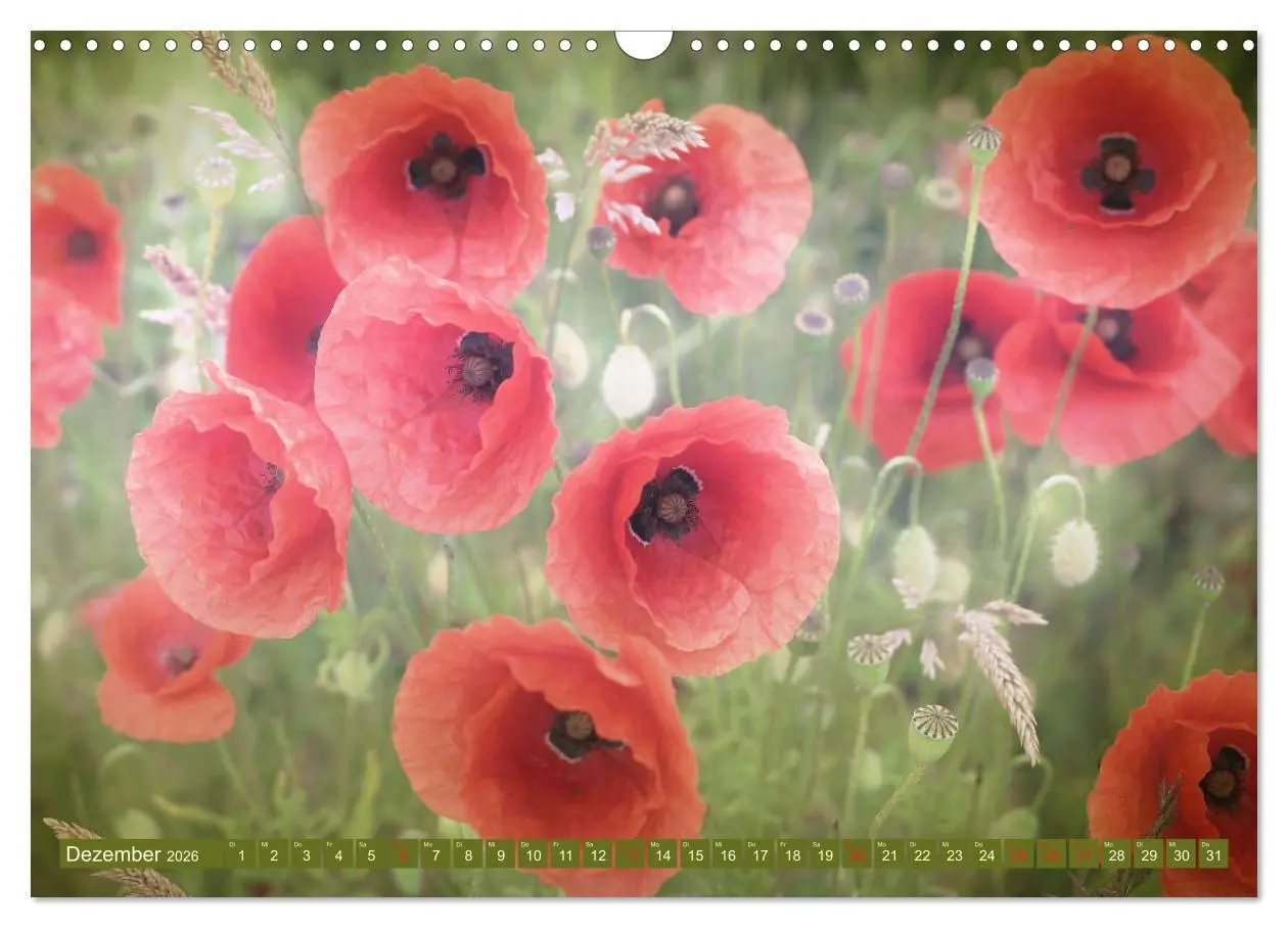 Bild: 9783457933275 | Mohnblumen - Fotografie mit Magie (Wandkalender 2026 DIN A3 quer),...