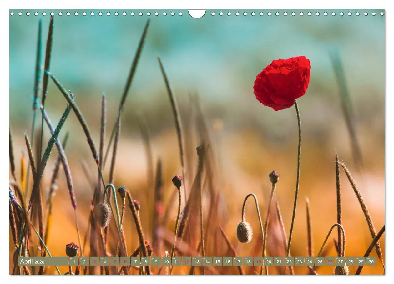 Bild: 9783457933275 | Mohnblumen - Fotografie mit Magie (Wandkalender 2026 DIN A3 quer),...