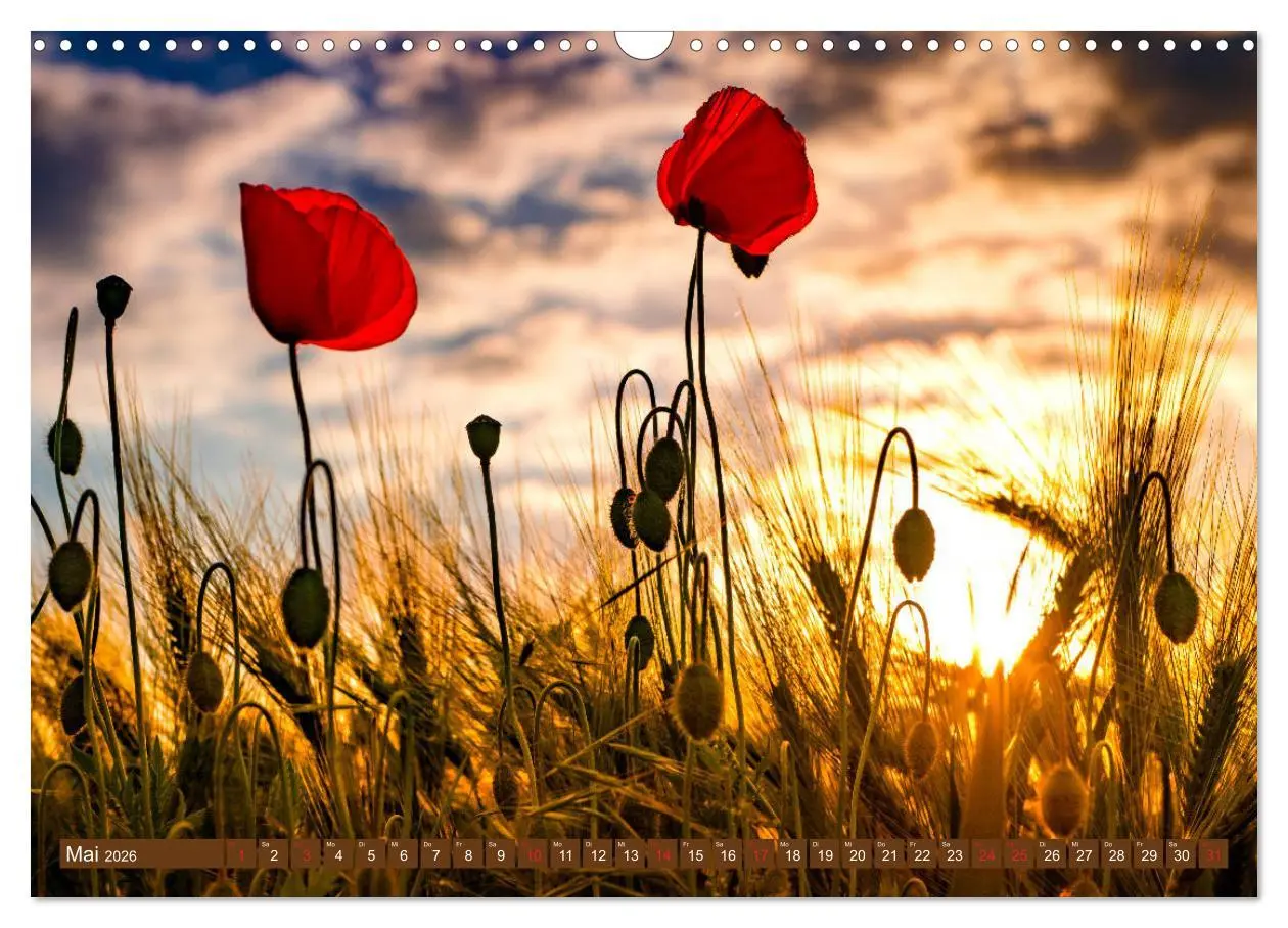 Bild: 9783457933275 | Mohnblumen - Fotografie mit Magie (Wandkalender 2026 DIN A3 quer),...