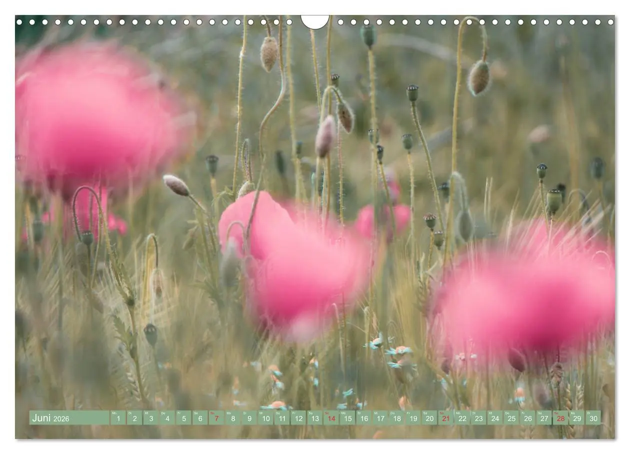 Bild: 9783457933275 | Mohnblumen - Fotografie mit Magie (Wandkalender 2026 DIN A3 quer),...