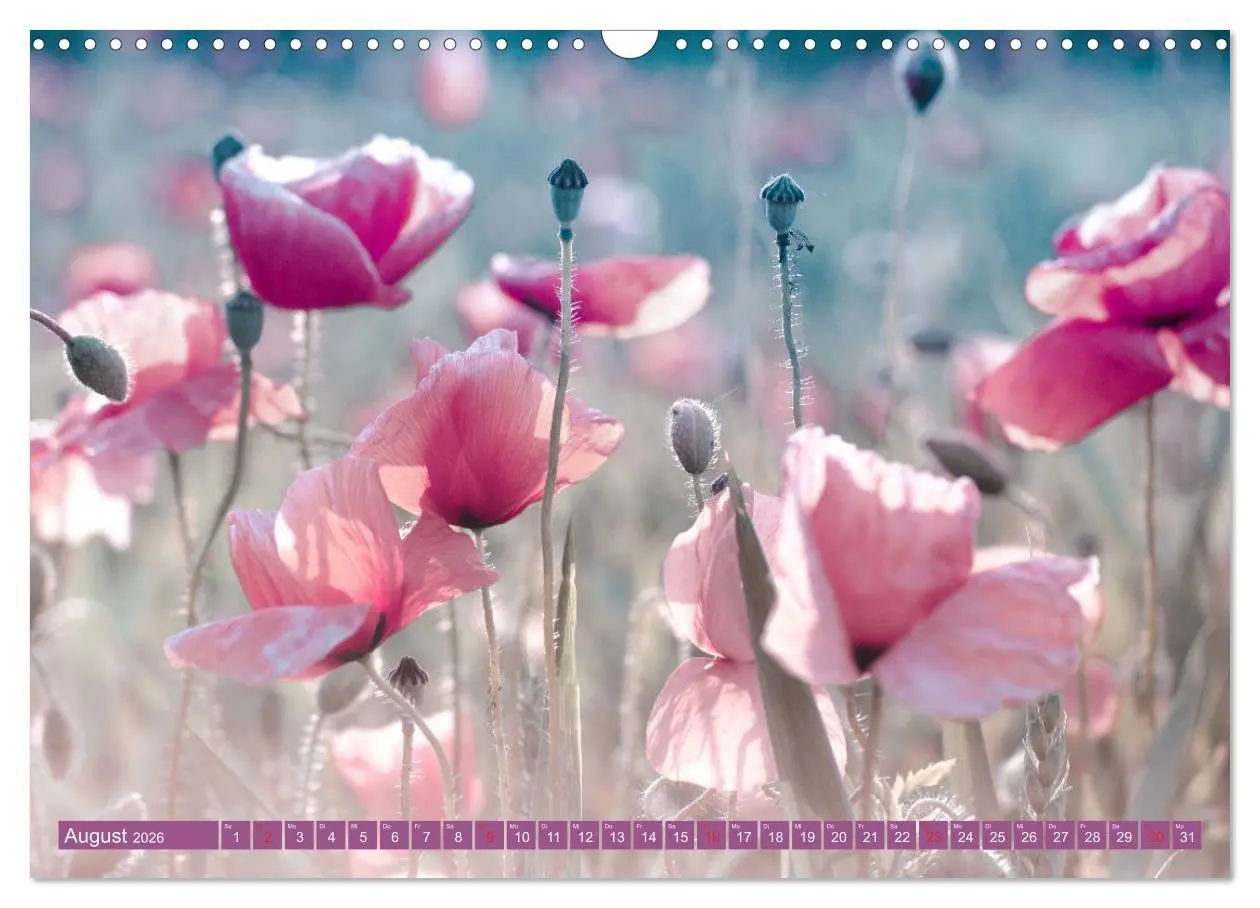 Bild: 9783457933275 | Mohnblumen - Fotografie mit Magie (Wandkalender 2026 DIN A3 quer),...
