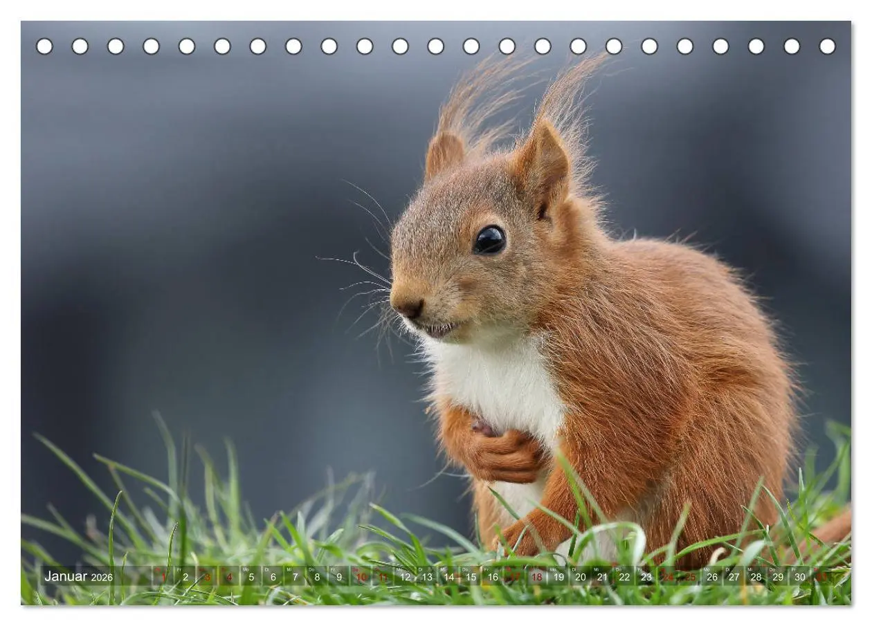 Bild: 9783457843475 | Eichhörnchen Luna und ihre Kinder (Tischkalender 2026 DIN A5 quer),...