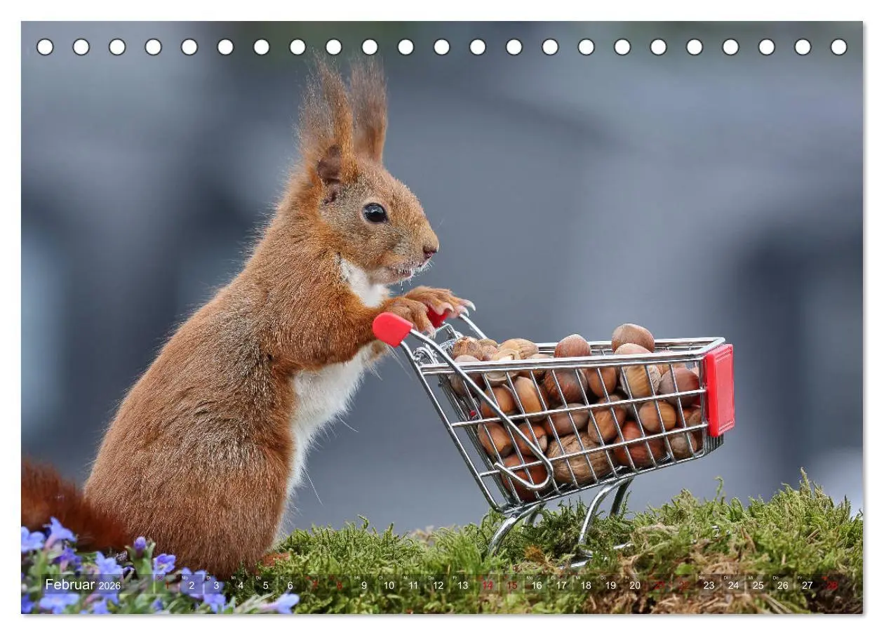 Bild: 9783457843475 | Eichhörnchen Luna und ihre Kinder (Tischkalender 2026 DIN A5 quer),...