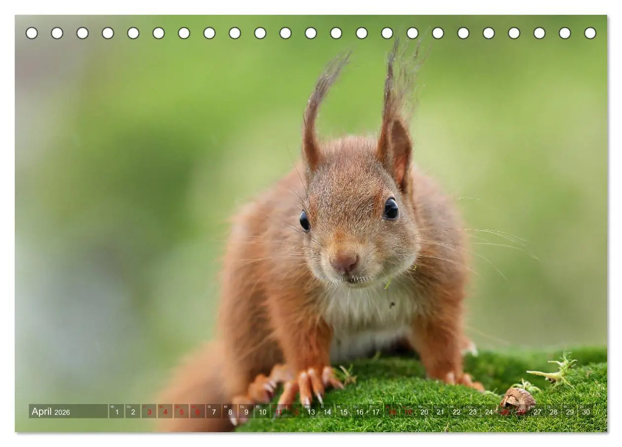 Bild: 9783457843475 | Eichhörnchen Luna und ihre Kinder (Tischkalender 2026 DIN A5 quer),...