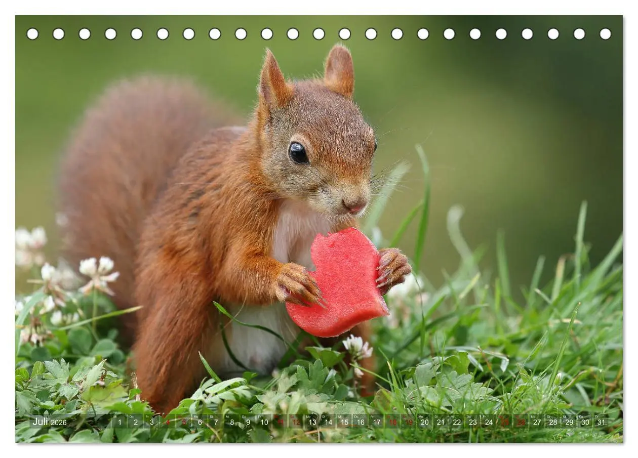 Bild: 9783457843475 | Eichhörnchen Luna und ihre Kinder (Tischkalender 2026 DIN A5 quer),...