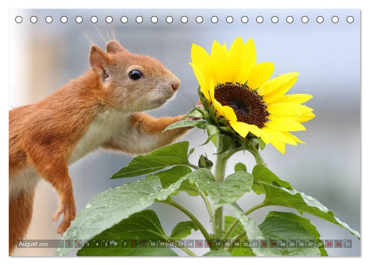 Bild: 9783457843475 | Eichhörnchen Luna und ihre Kinder (Tischkalender 2026 DIN A5 quer),...