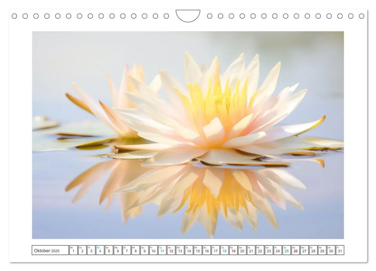 Bild: 9783457203675 | Lichtspiel der Seerosen (Wandkalender 2025 DIN A4 quer), CALVENDO...