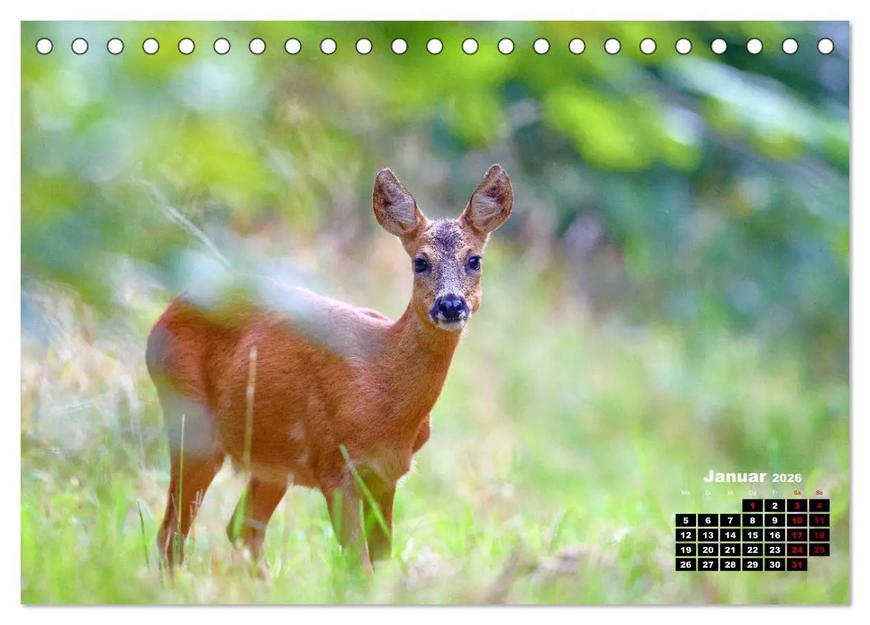 Bild: 9783457503775 | Wildes Bochum (Tischkalender 2026 DIN A5 quer), CALVENDO...