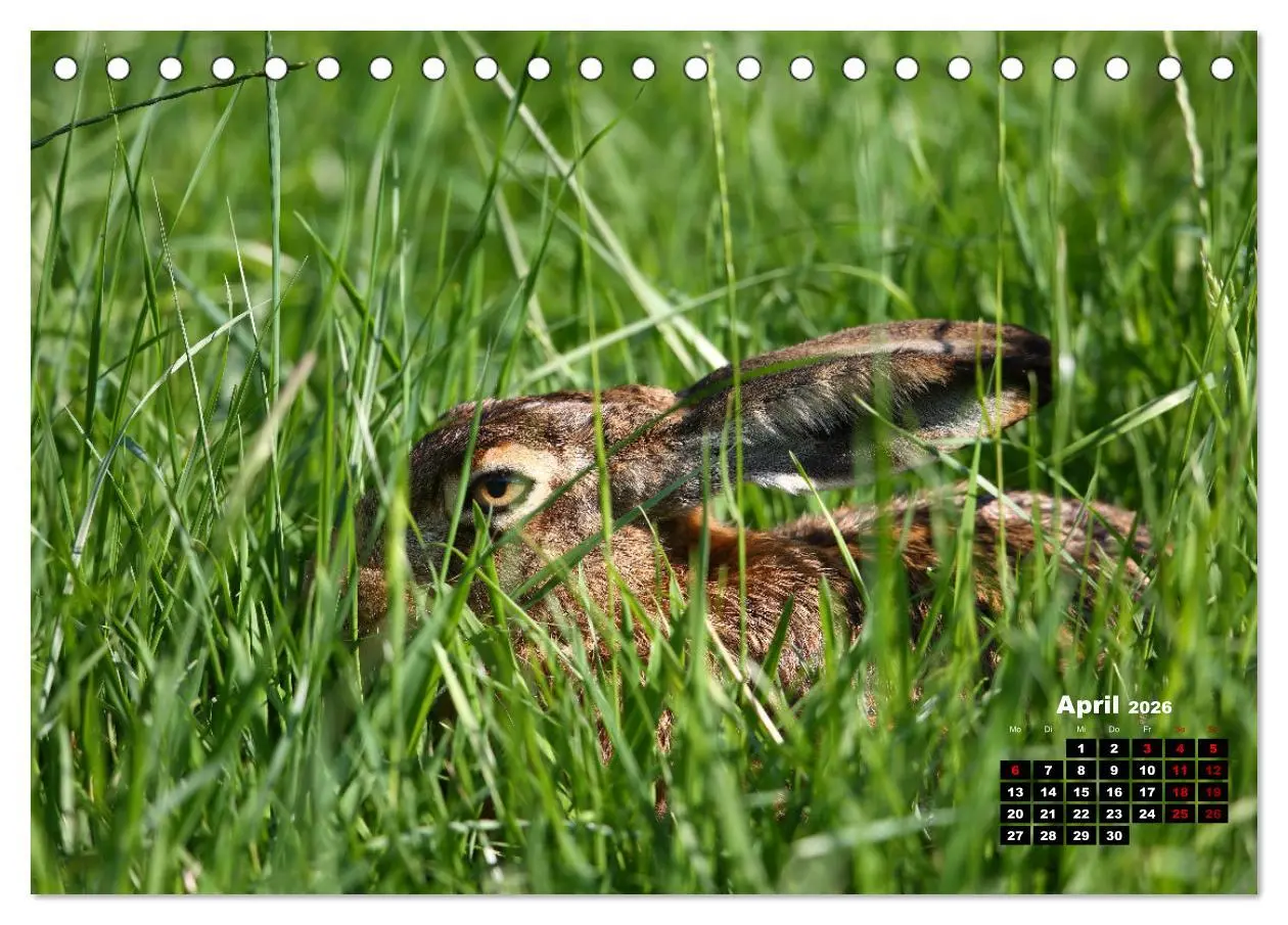 Bild: 9783457503775 | Wildes Bochum (Tischkalender 2026 DIN A5 quer), CALVENDO...