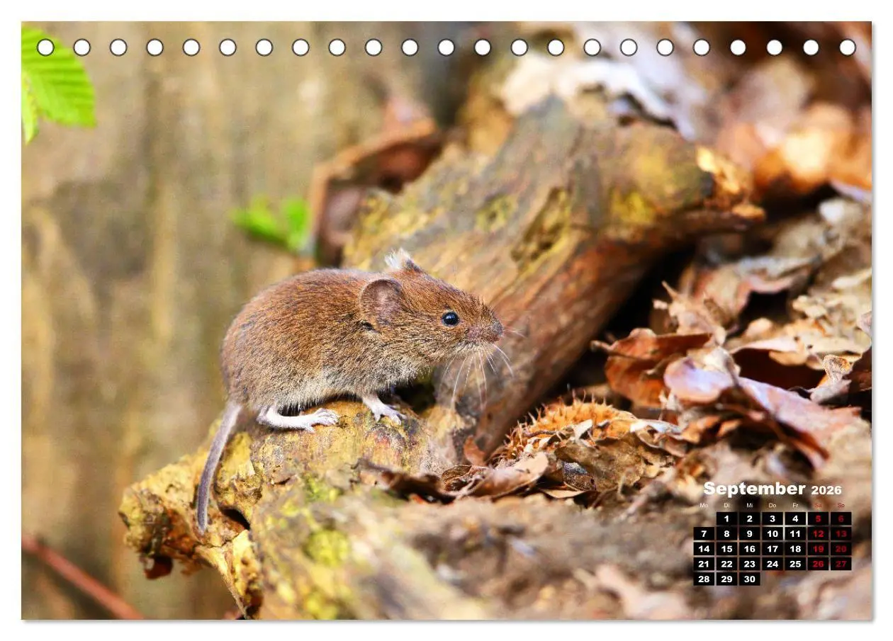 Bild: 9783457503775 | Wildes Bochum (Tischkalender 2026 DIN A5 quer), CALVENDO...