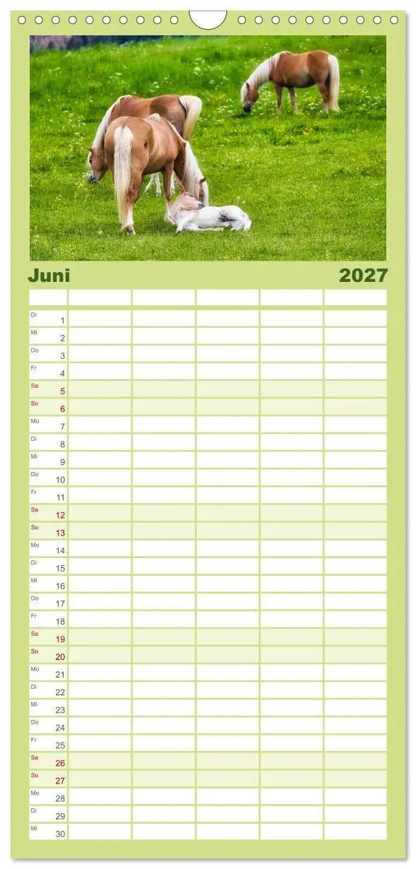 Bild: 9783594293775 | Familienplaner 2027 - Haflinger im Thüringer Wald mit 5 Spalten...