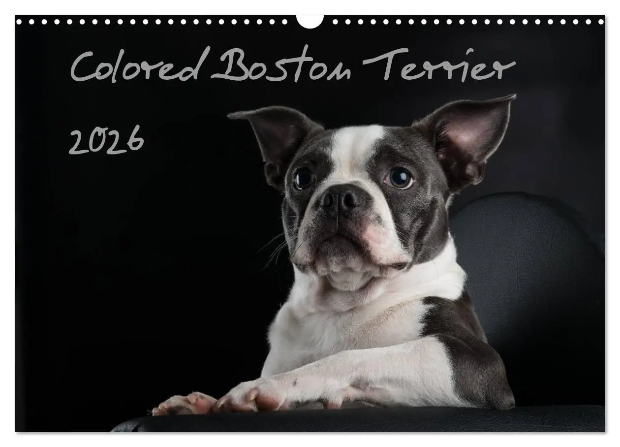 Cover: 9783516063875 | Colored Boston Terrier 2026 (Wandkalender 2026 DIN A3 quer),...