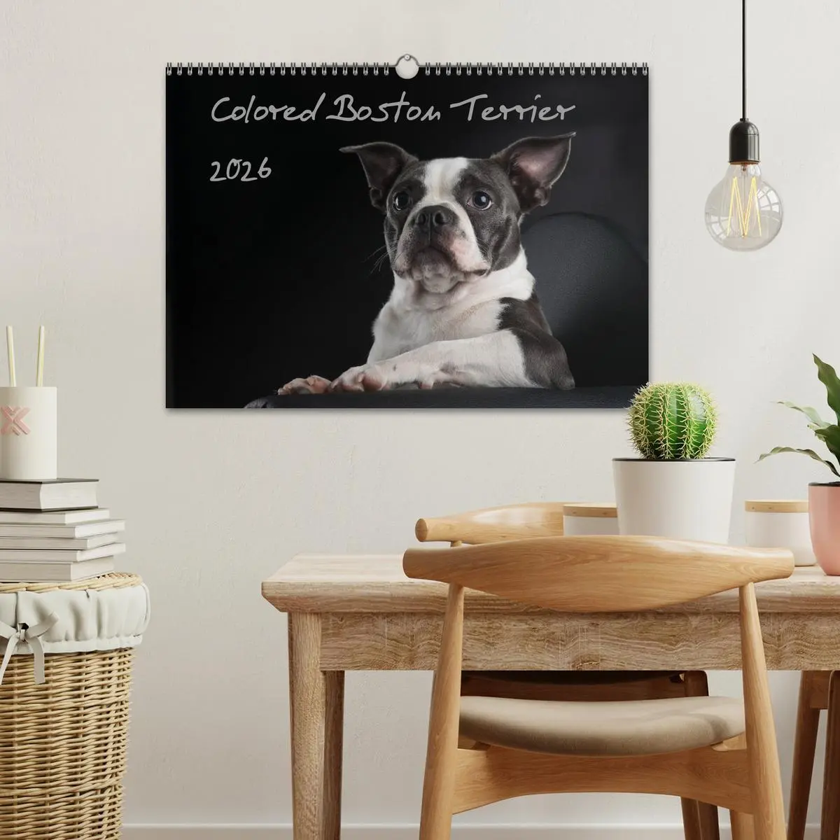 Bild: 9783516063875 | Colored Boston Terrier 2026 (Wandkalender 2026 DIN A3 quer),...