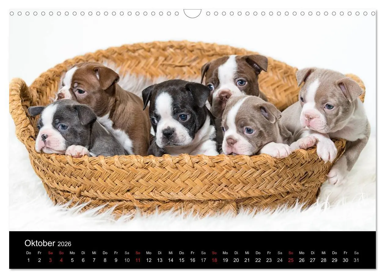 Bild: 9783516063875 | Colored Boston Terrier 2026 (Wandkalender 2026 DIN A3 quer),...