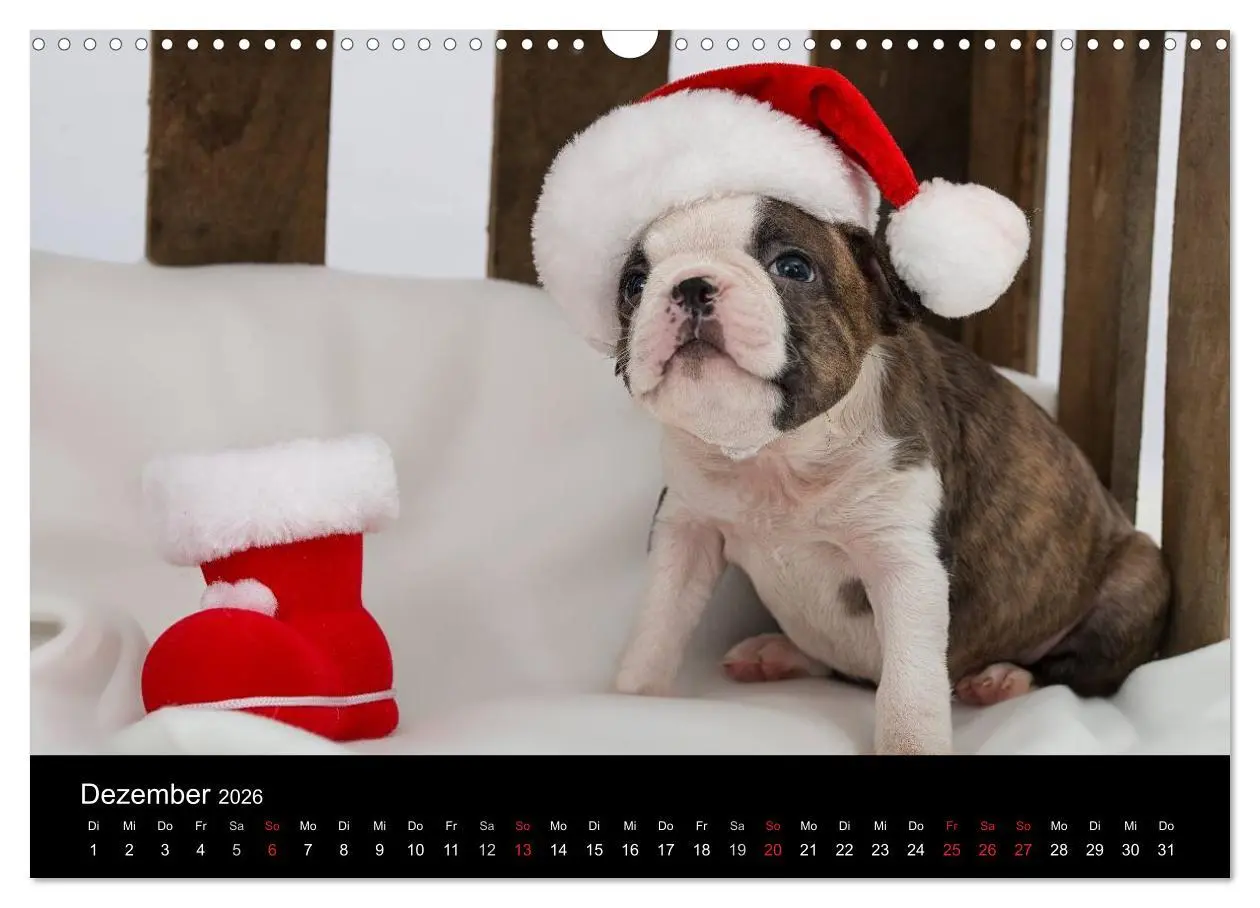 Bild: 9783516063875 | Colored Boston Terrier 2026 (Wandkalender 2026 DIN A3 quer),...