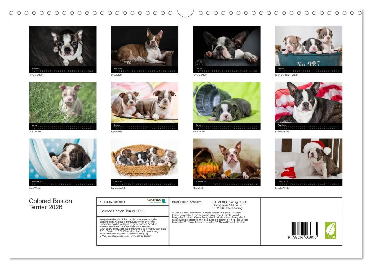 Bild: 9783516063875 | Colored Boston Terrier 2026 (Wandkalender 2026 DIN A3 quer),...