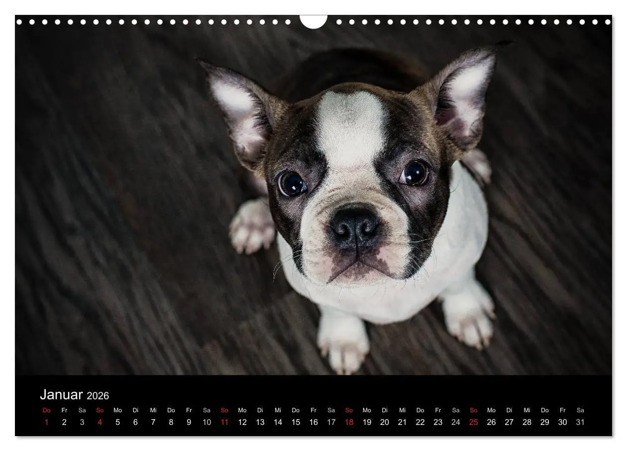 Bild: 9783516063875 | Colored Boston Terrier 2026 (Wandkalender 2026 DIN A3 quer),...