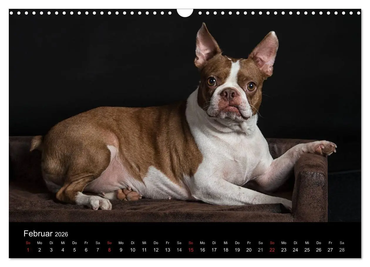 Bild: 9783516063875 | Colored Boston Terrier 2026 (Wandkalender 2026 DIN A3 quer),...