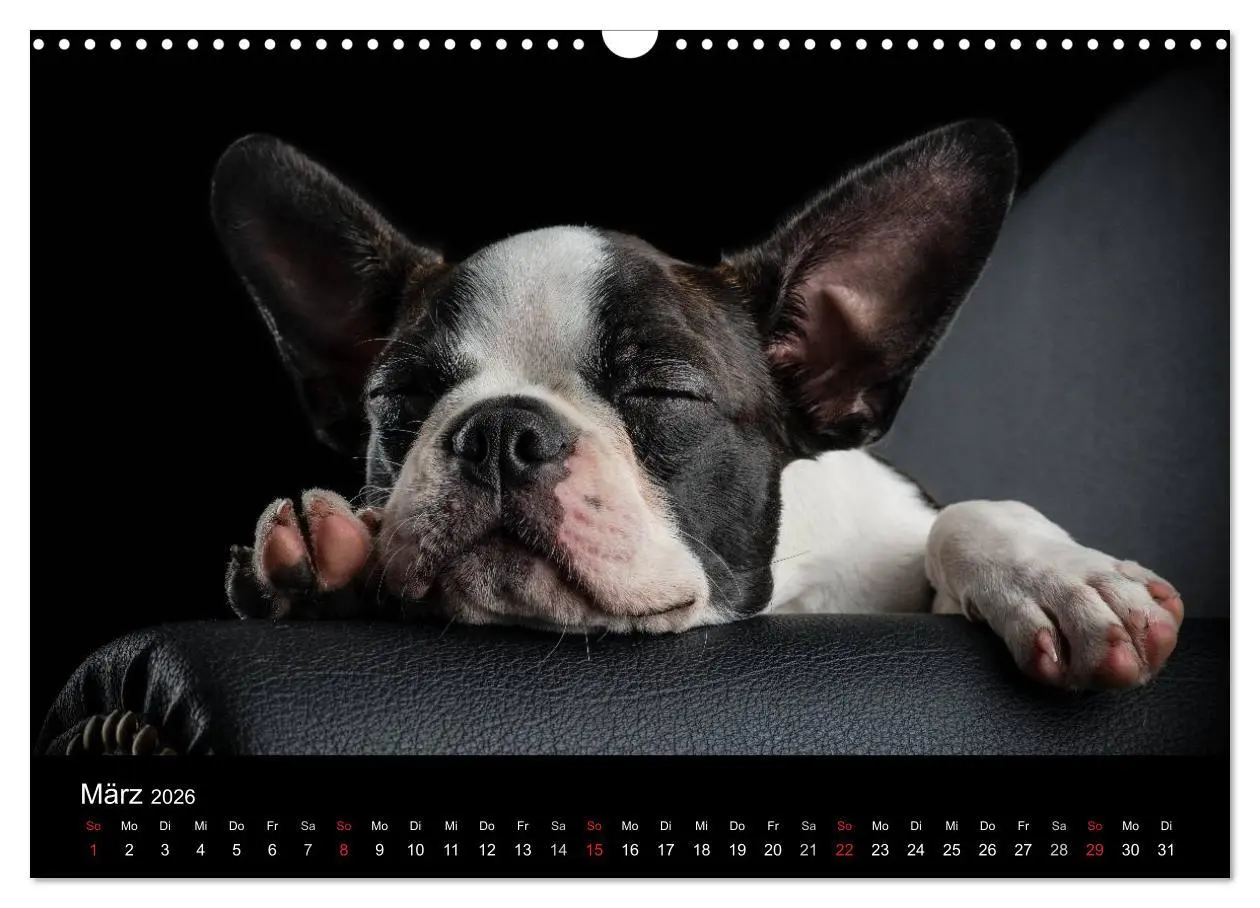 Bild: 9783516063875 | Colored Boston Terrier 2026 (Wandkalender 2026 DIN A3 quer),...