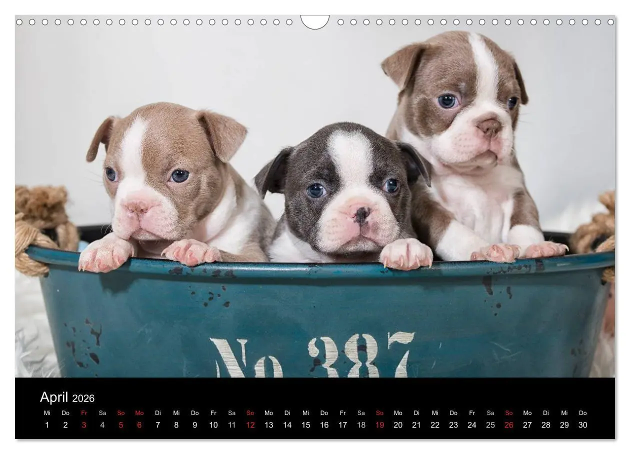 Bild: 9783516063875 | Colored Boston Terrier 2026 (Wandkalender 2026 DIN A3 quer),...