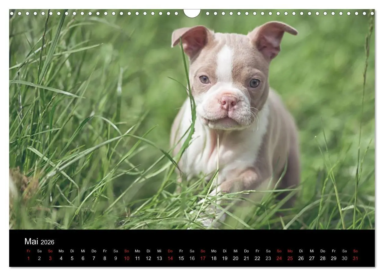 Bild: 9783516063875 | Colored Boston Terrier 2026 (Wandkalender 2026 DIN A3 quer),...