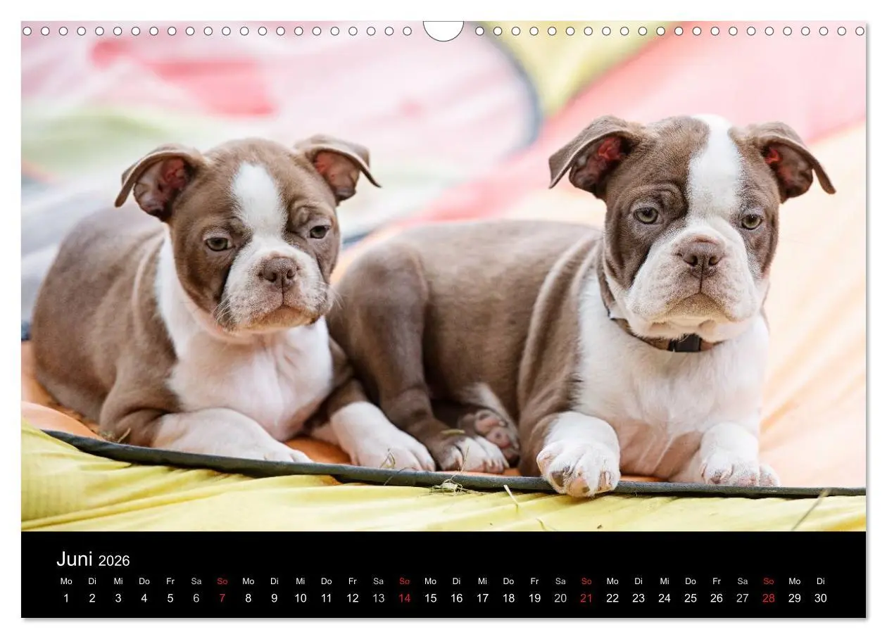 Bild: 9783516063875 | Colored Boston Terrier 2026 (Wandkalender 2026 DIN A3 quer),...