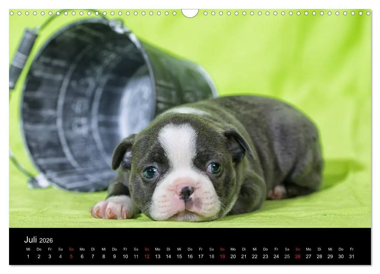 Bild: 9783516063875 | Colored Boston Terrier 2026 (Wandkalender 2026 DIN A3 quer),...