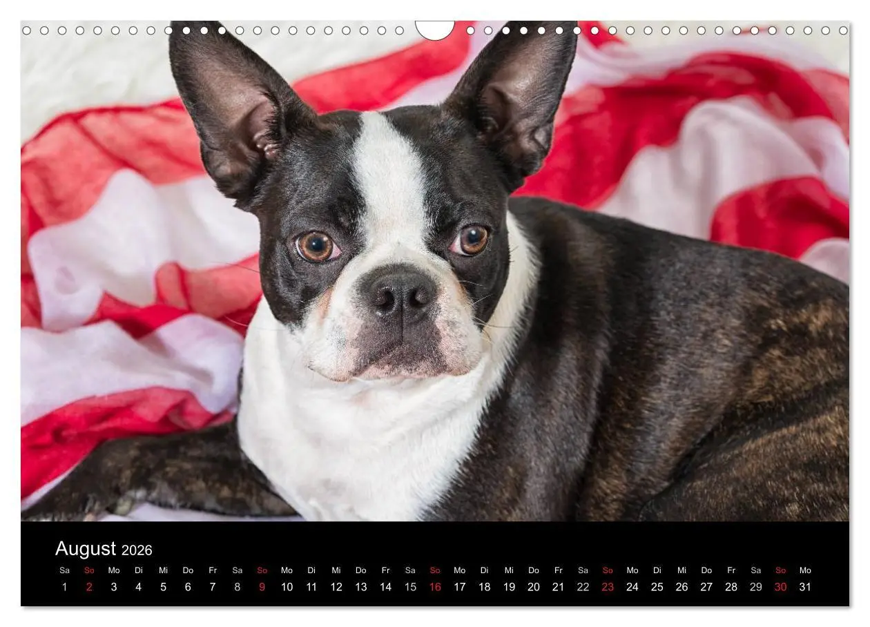 Bild: 9783516063875 | Colored Boston Terrier 2026 (Wandkalender 2026 DIN A3 quer),...