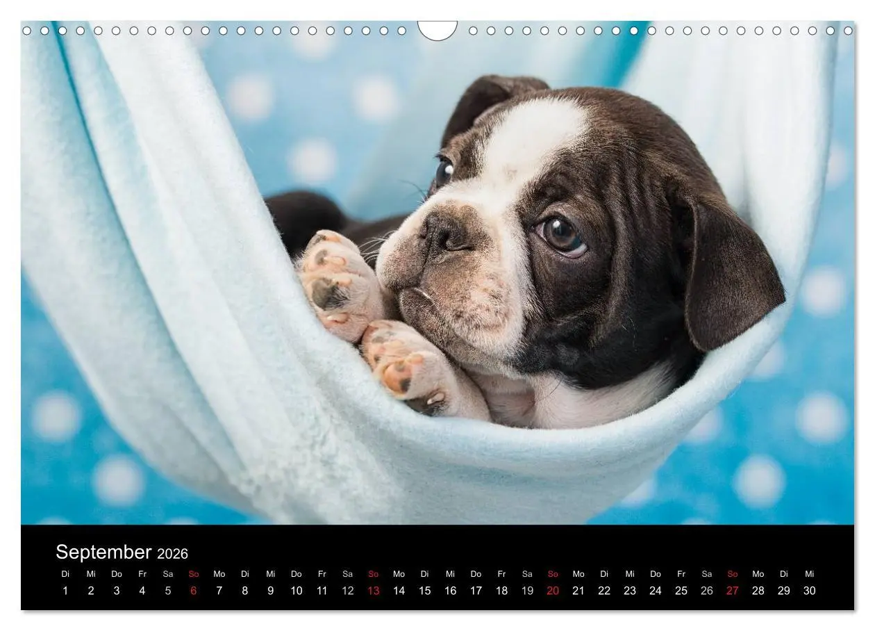 Bild: 9783516063875 | Colored Boston Terrier 2026 (Wandkalender 2026 DIN A3 quer),...
