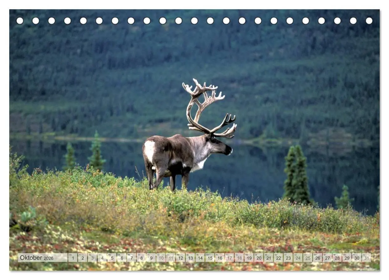 Bild: 9783516133875 | Wildes Alaska Christian Heeb (Tischkalender 2026 DIN A5 quer),...