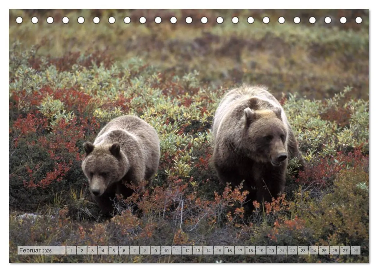 Bild: 9783516133875 | Wildes Alaska Christian Heeb (Tischkalender 2026 DIN A5 quer),...